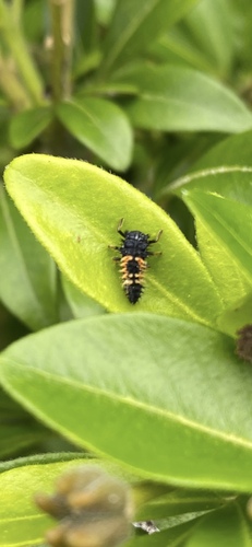 Asian Lady Beetle