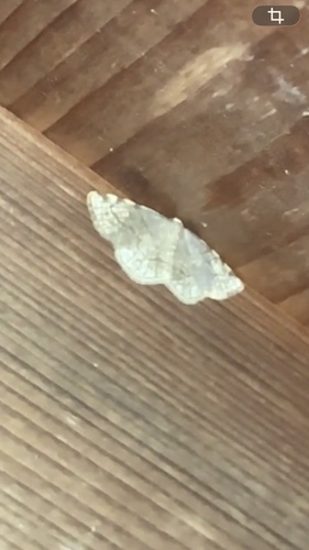 Dorset Cream Wave