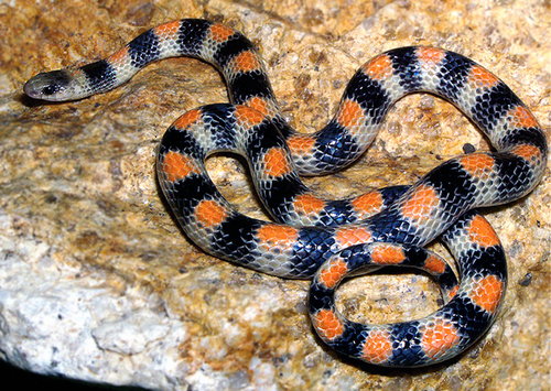 iNaturalist observation photo of Ground Snake