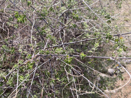Wright's beebrush