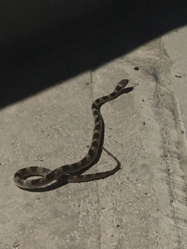 Baker's Cat-eyed Snake