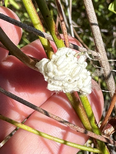 iNaturalist observation photo of Braconid Wasps