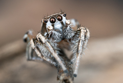 Habronattus formosus