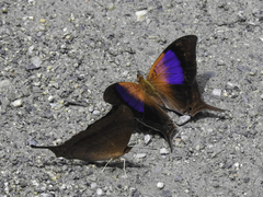 Marpesia furcula