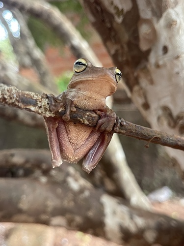 Usina Tree Frog