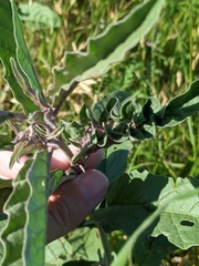 Ditylenchus phyllobius