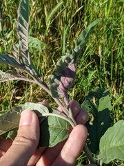 Ditylenchus phyllobius