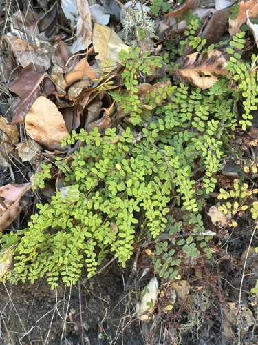 iNaturalist observation photo of Coffee Fern