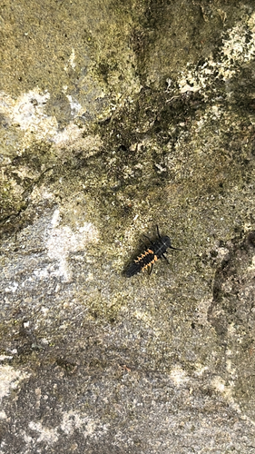 Asiatischer Marienkäfer