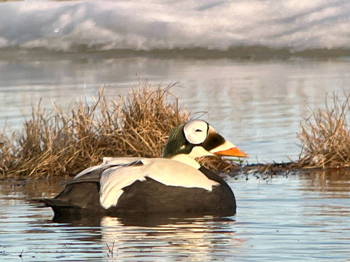 Spectacled Eider, photo 7 of 7