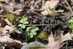 Geum vernum