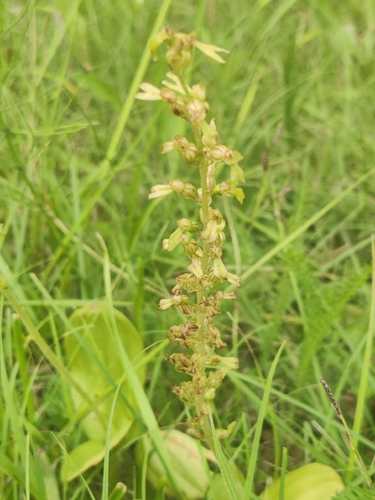 Common Twayblade