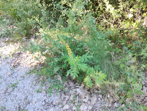 common agrimony