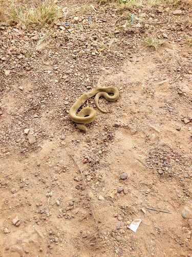 Wagler's Snake