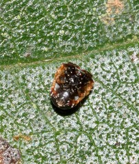 Arkyidae