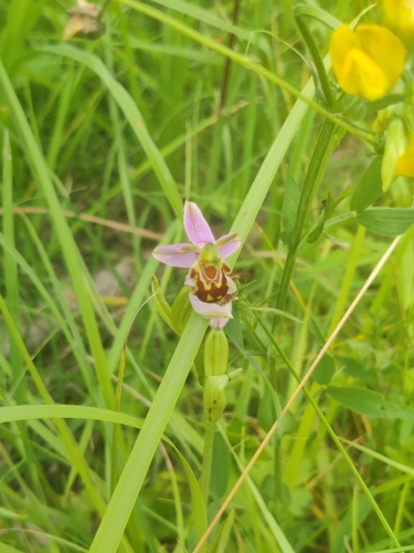 Bee Orchid