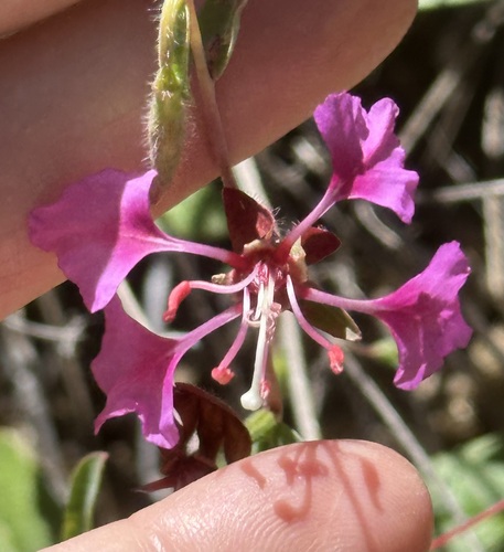 iNaturalist observation photo of Elegant Clarkia