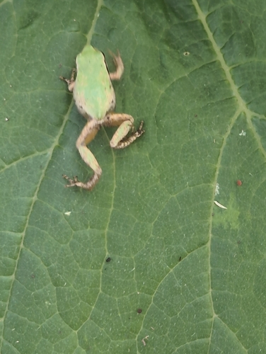 Pacific chorus frog