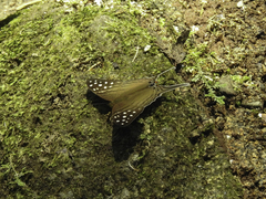 Marpesia merops