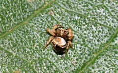 Arkyidae