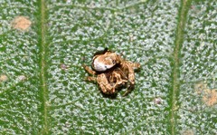 Arkyidae