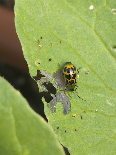 Spotted Cucumber Beetle