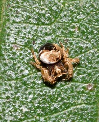 Arkyidae