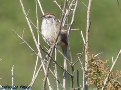 Rhynchospiza strigiceps