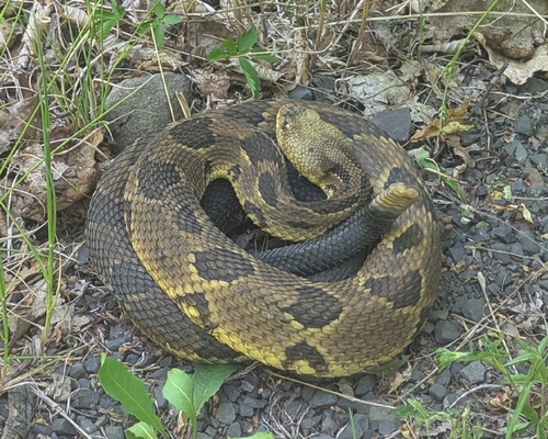 Timber Rattlesnake