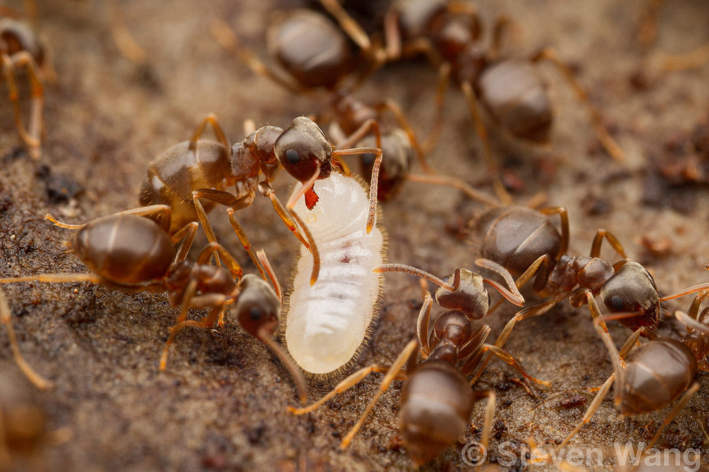 Citronella Ants, Fuzzy Ants, and Allies