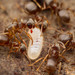 Citronella Ants, Fuzzy Ants, and Allies - Photo (c) Steven Wang, some rights reserved (CC BY-NC), uploaded by Steven Wang