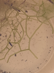 Hydrodictyon reticulatum