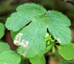 Phytomyza saniculae