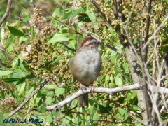 Rhynchospiza strigiceps