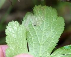 Phytomyza saniculae