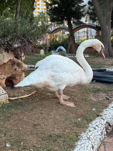 Mute Swan
