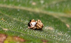 Arkyidae