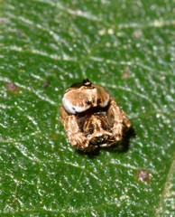Arkyidae