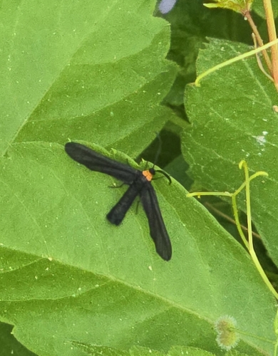 Grapeleaf Skeletonizer Moth