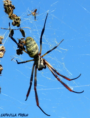 Trichonephila sexpunctata