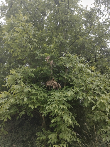 Persian walnut