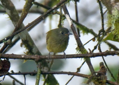 Mionectes striaticollis