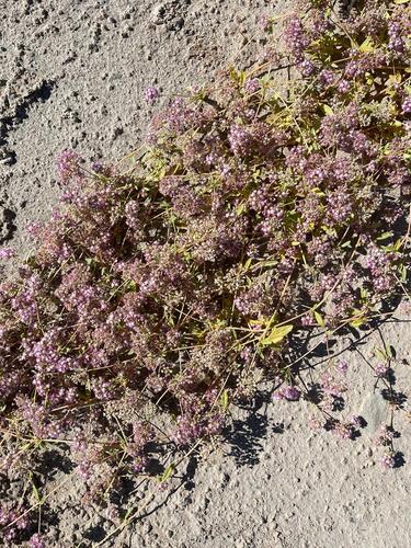 Ostrich Herb