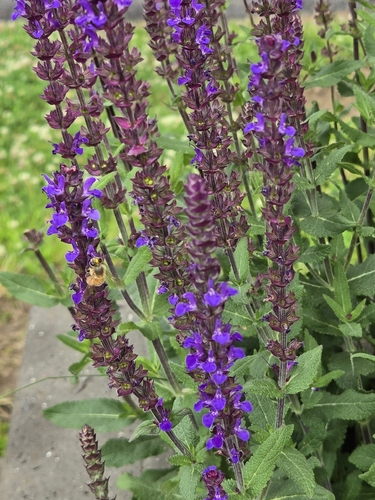 Western Honey Bee
