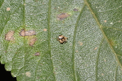 Arkyidae