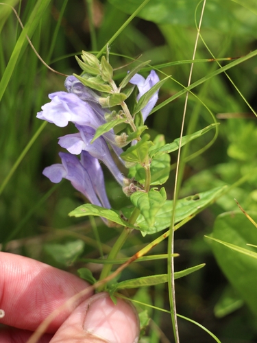 Scutellaria hastifolia, photograph 6