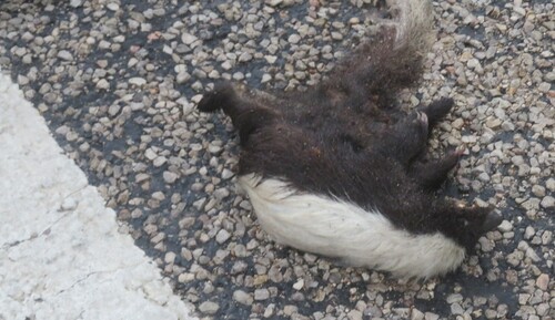 American Hog-nosed Skunk