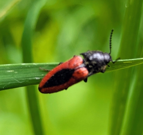 black-centered click beetle