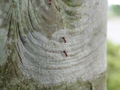 Pristomyrmex punctatus