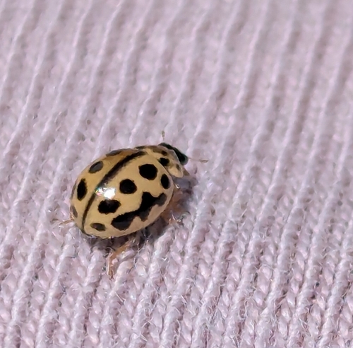 16-spot Ladybird